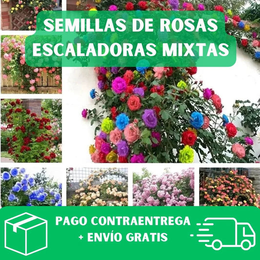 200 SEMILLAS DE ROSAS TREPADORAS + GUIA PASO A PASO PARA CULTIVAR 🌹