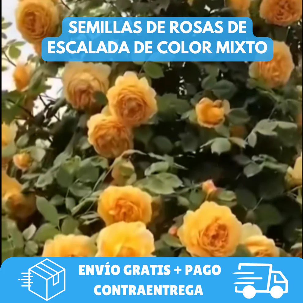 200 SEMILLAS DE ROSAS TREPADORAS + GUIA PASO A PASO PARA CULTIVAR 🌹
