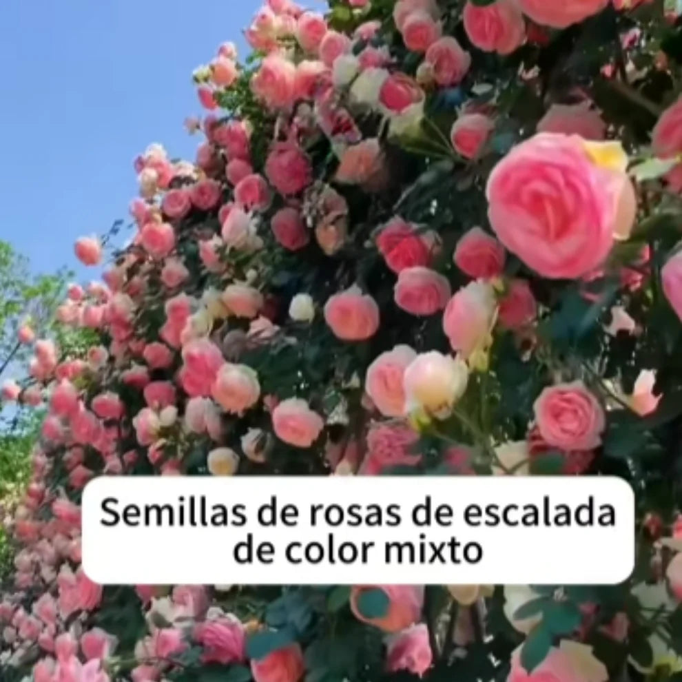 200 SEMILLAS DE ROSAS TREPADORAS + GUIA PASO A PASO PARA CULTIVAR 🌹