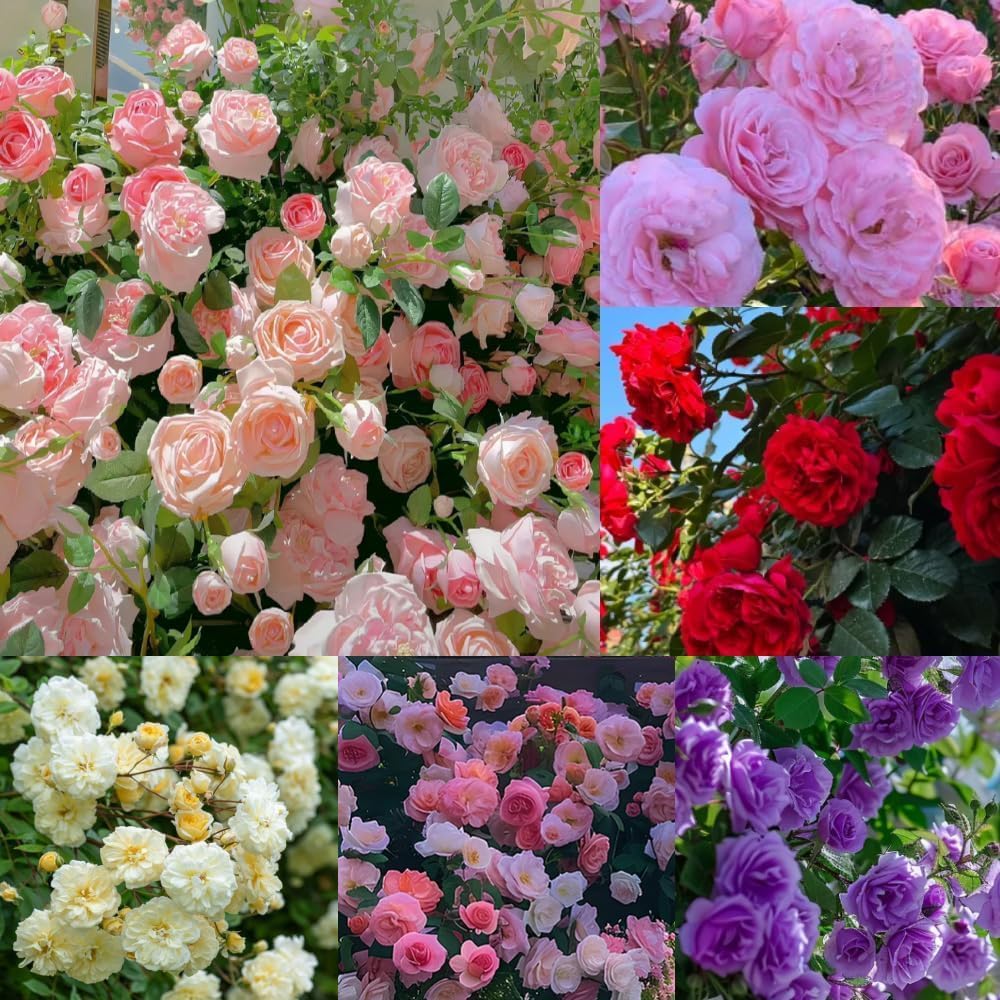 200 SEMILLAS DE ROSAS TREPADORAS + GUIA PASO A PASO PARA CULTIVAR 🌹