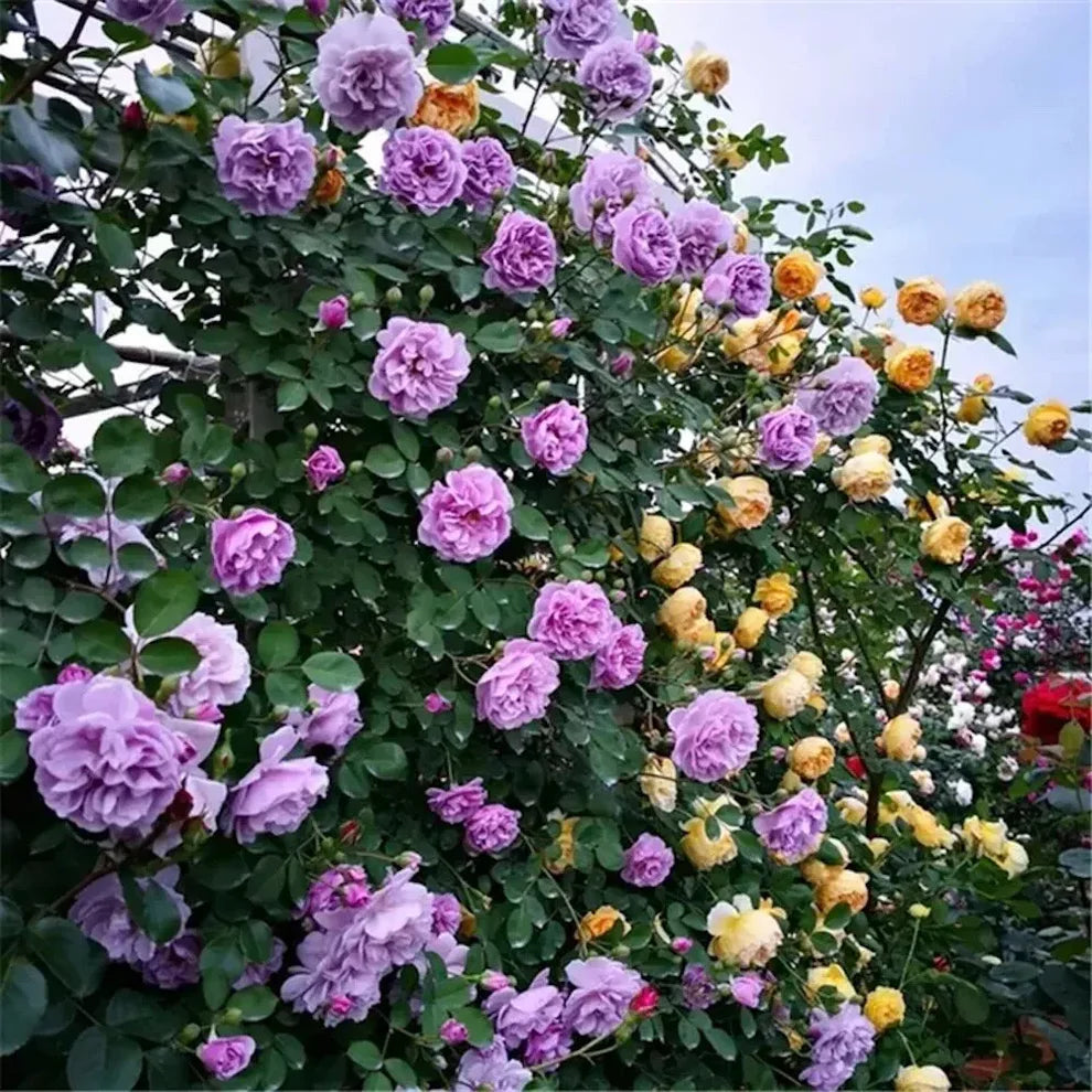 200 SEMILLAS DE ROSAS TREPADORAS + GUIA PASO A PASO PARA CULTIVAR 🌹