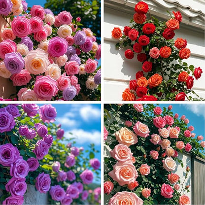 200 SEMILLAS DE ROSAS TREPADORAS + GUIA PASO A PASO PARA CULTIVAR 🌹