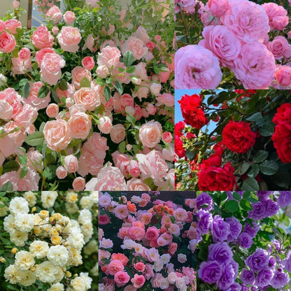 200 SEMILLAS DE ROSAS TREPADORAS + GUIA PASO A PASO PARA CULTIVAR 🌹